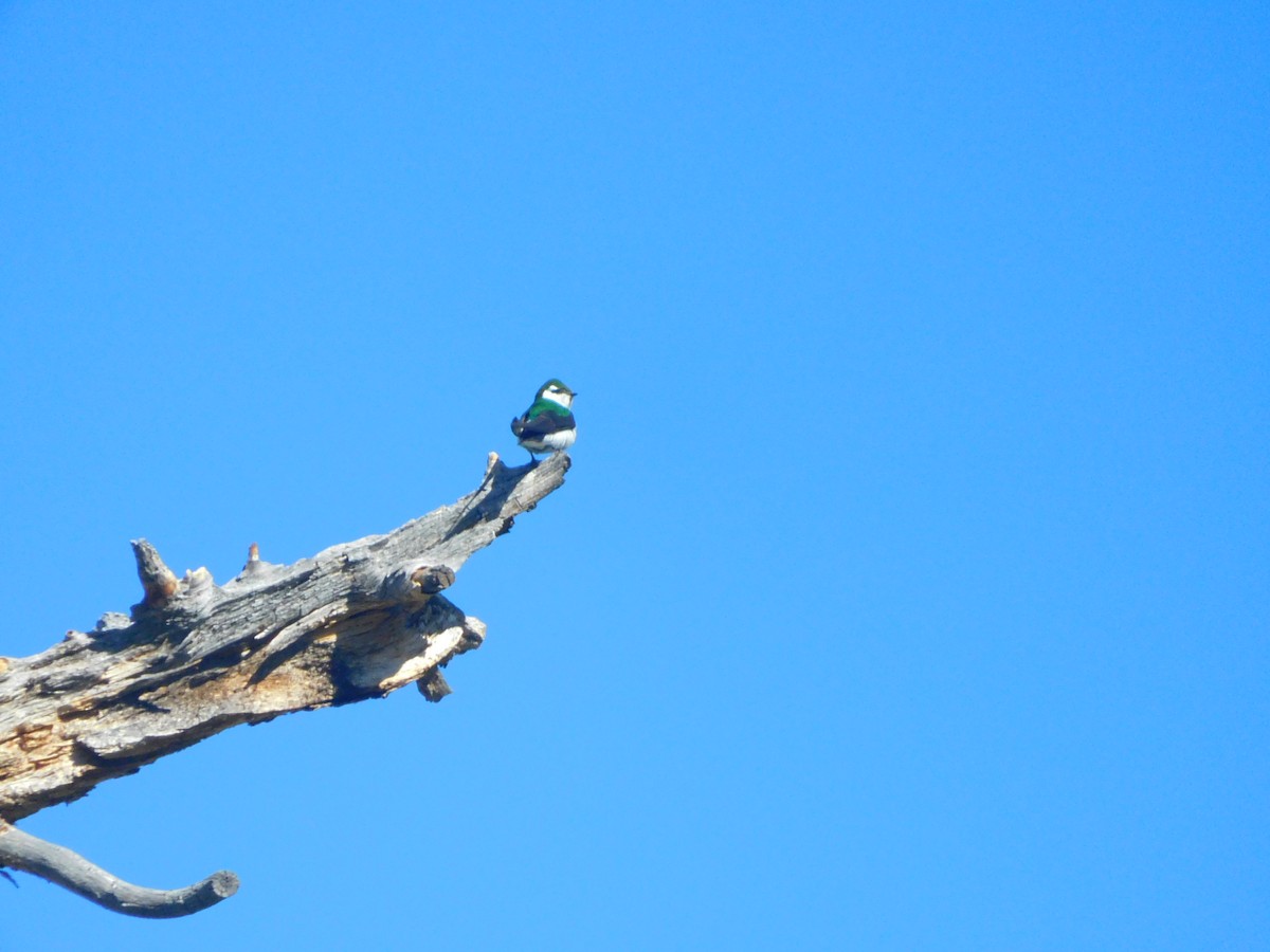 Violet-green Swallow - ML638115486