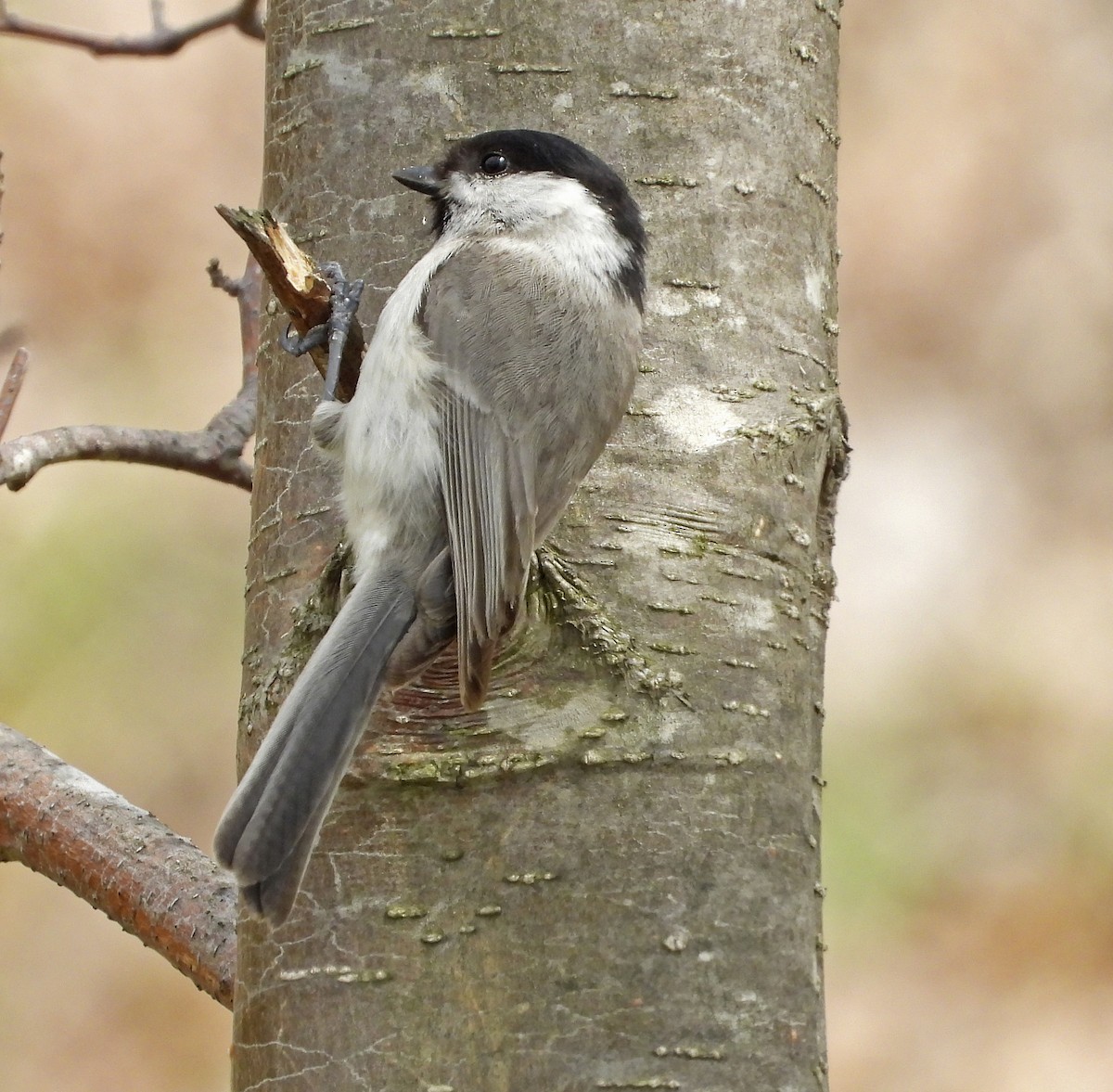 Marsh Tit - ML638115487