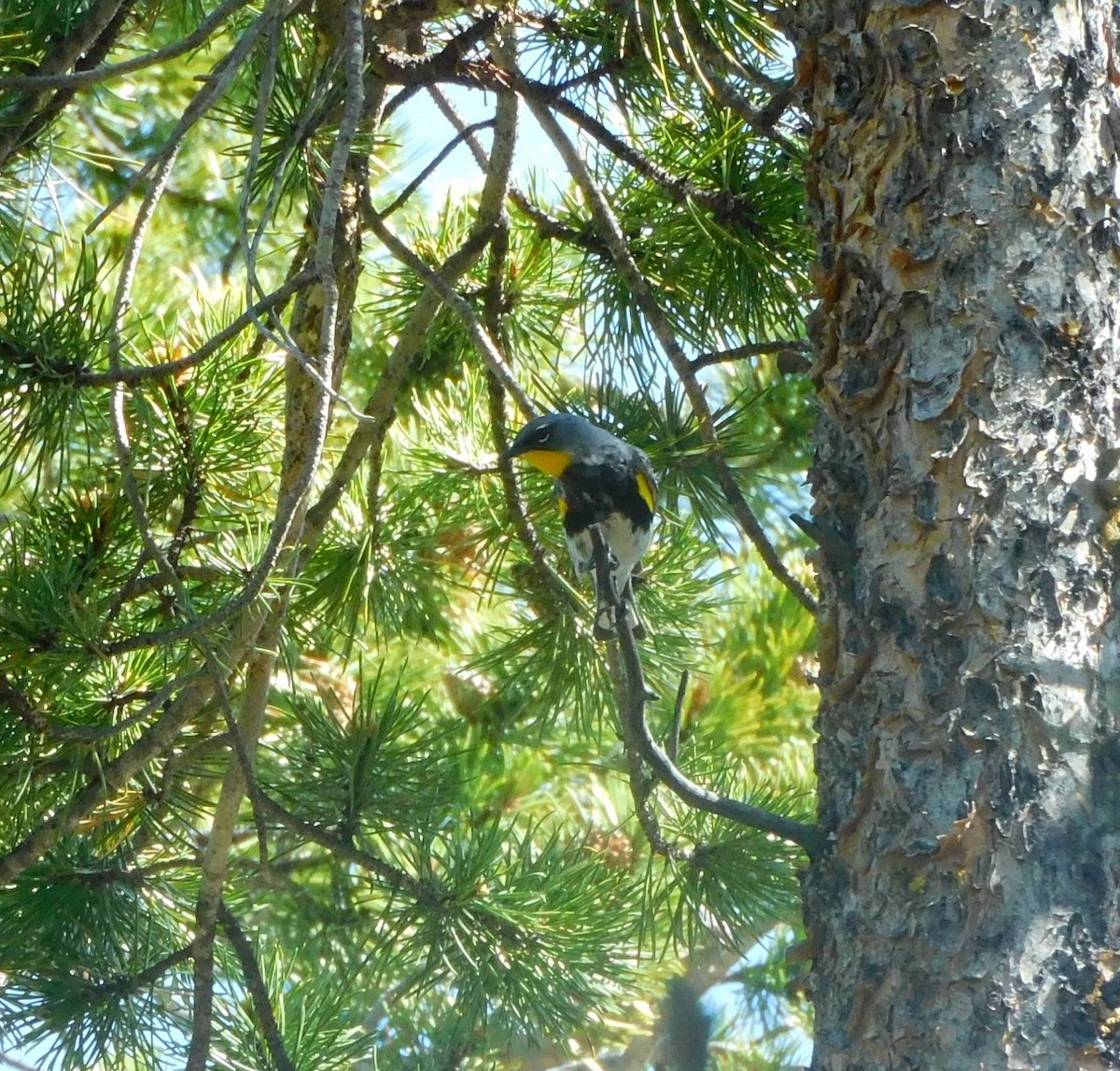 Yellow-rumped Warbler - ML638115499