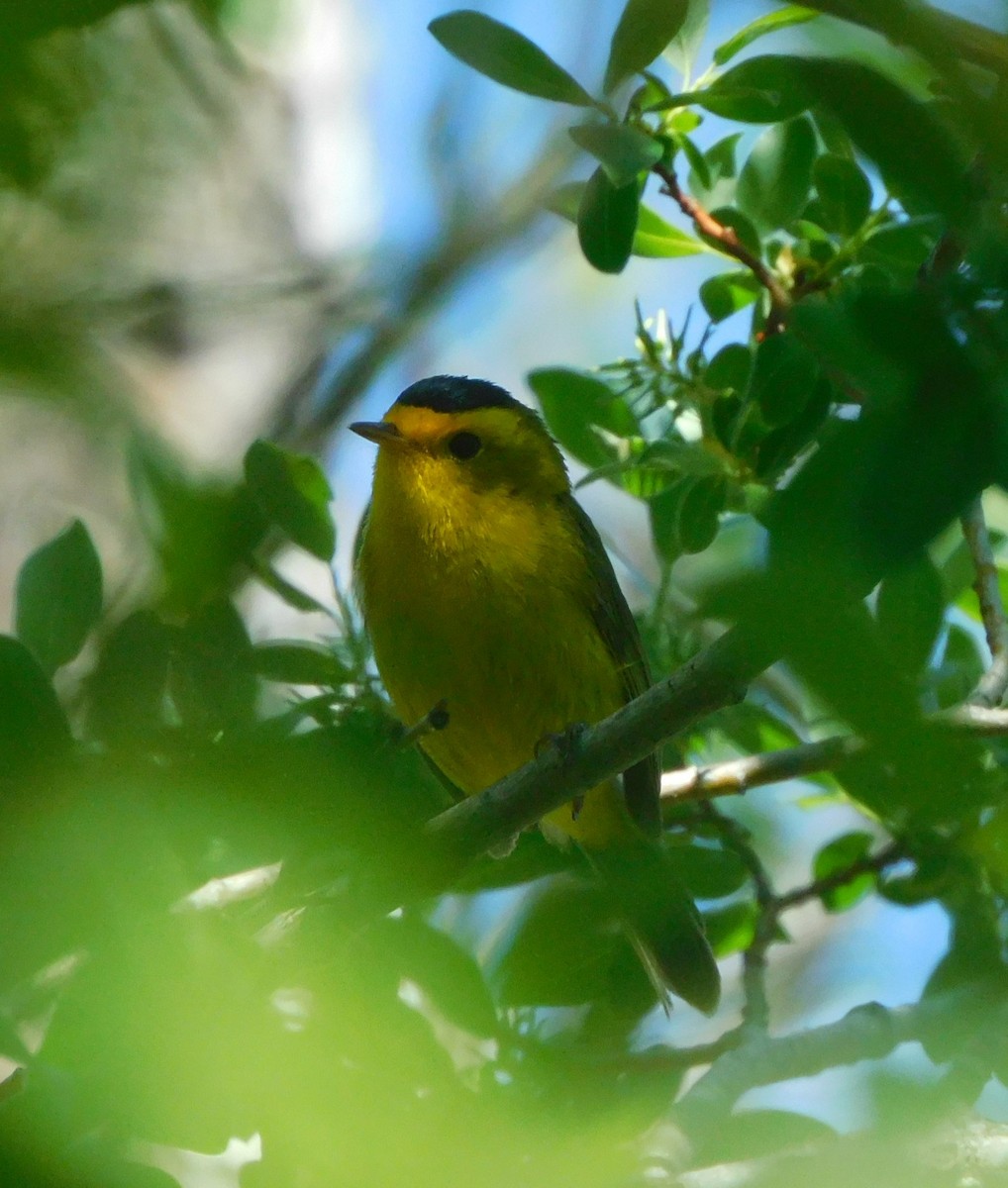 Wilson's Warbler - ML638115503