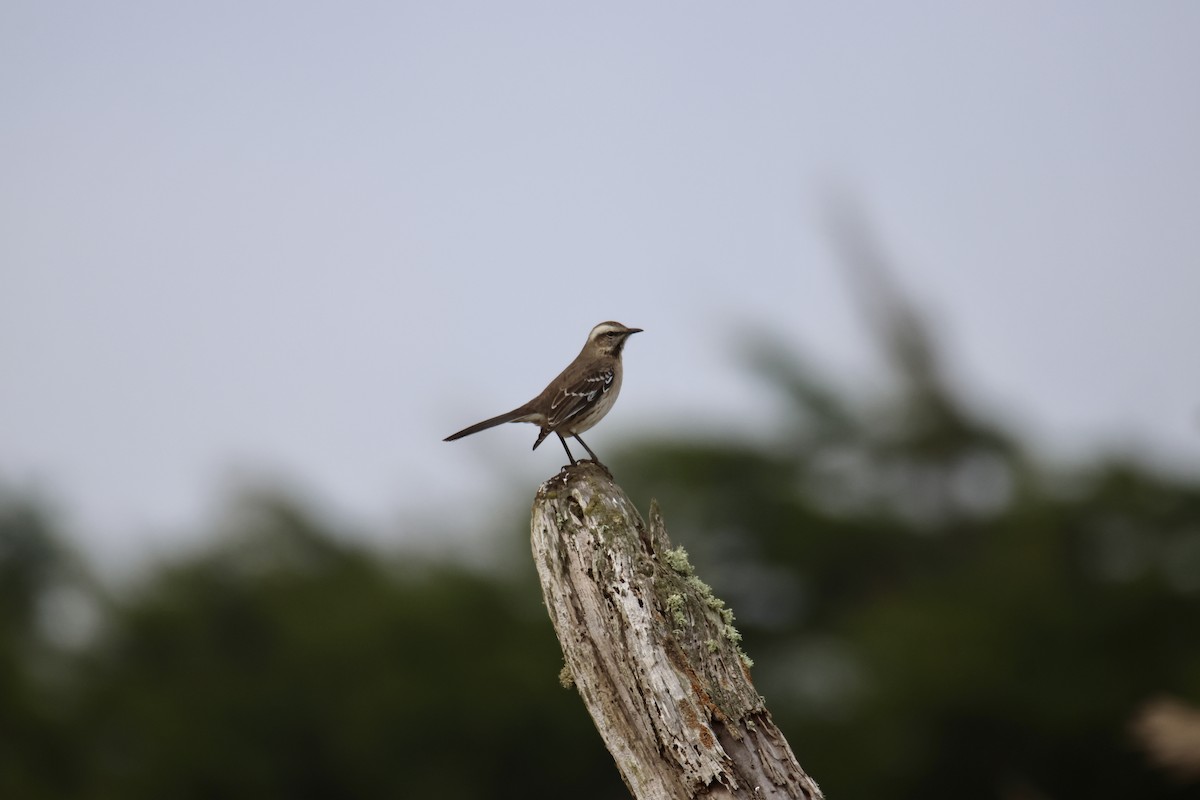 Chilean Mockingbird - ML638115512