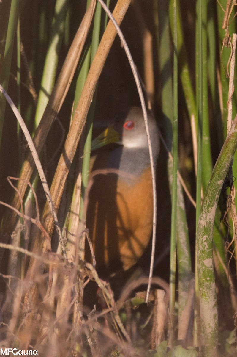 Gray-cowled Wood-Rail - ML638115528