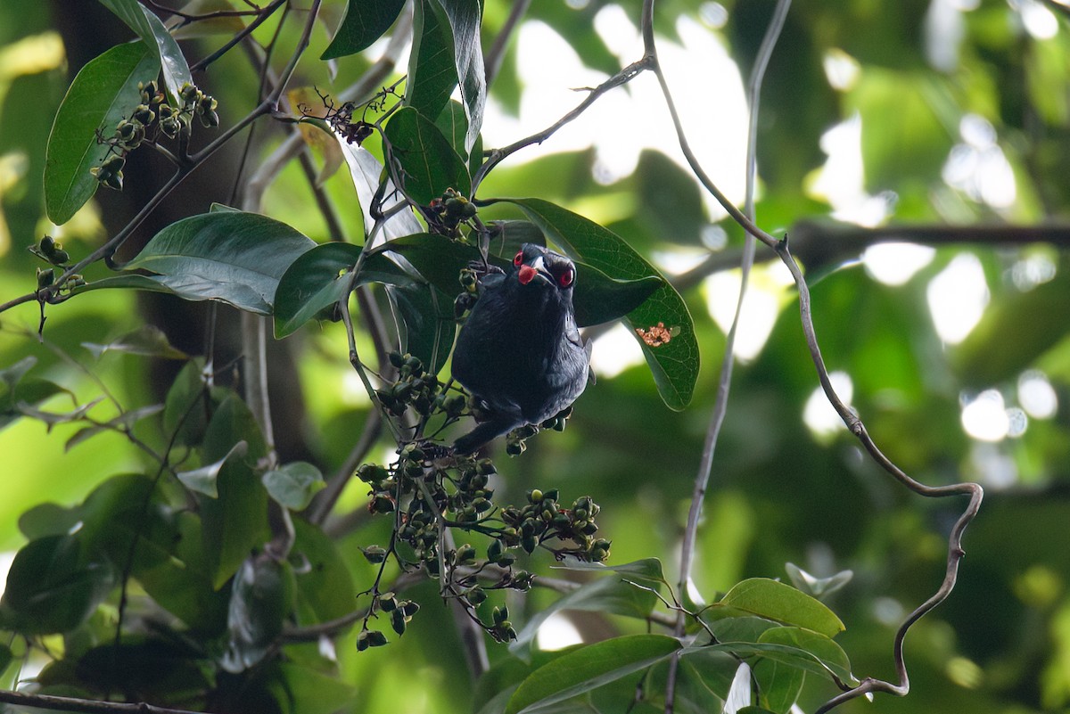 Metallic Starling - ML638115539