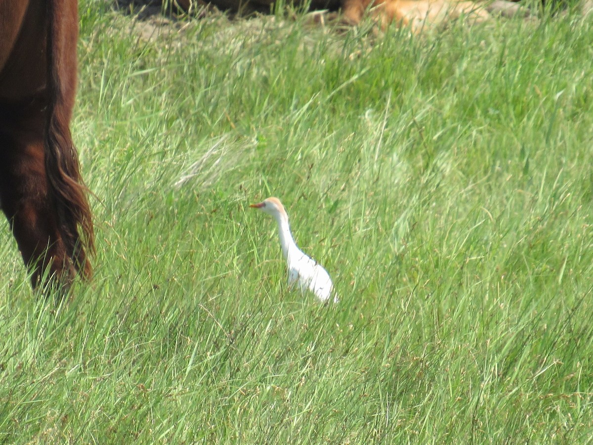 Western Cattle-Egret - ML638115541