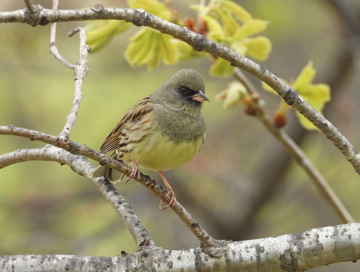 Black-faced Bunting - ML638115545