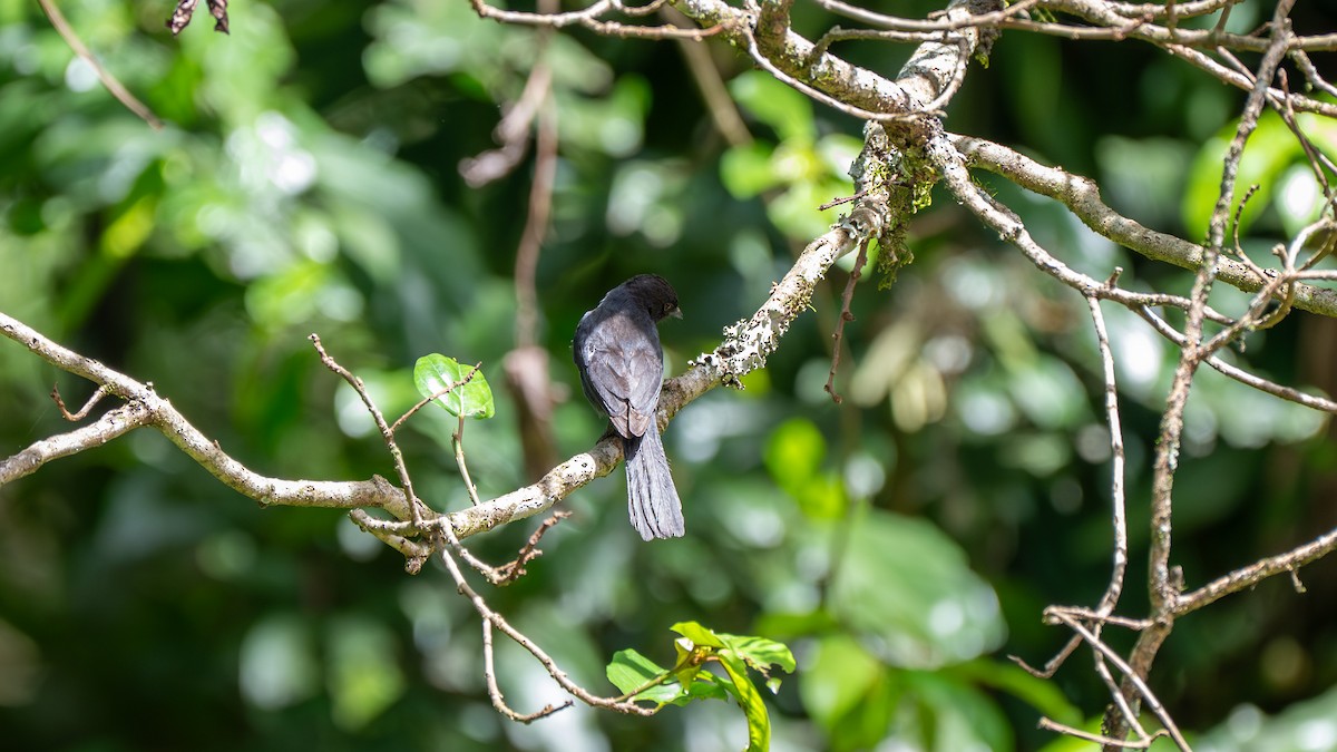 Northern Black-Flycatcher - ML638115559