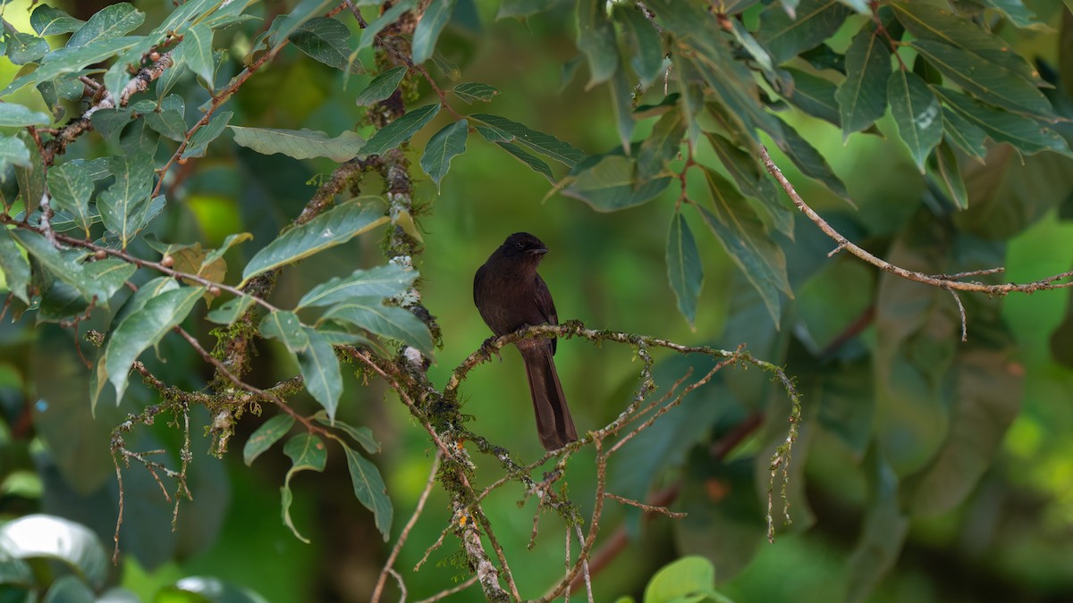 Northern Black-Flycatcher - ML638115560
