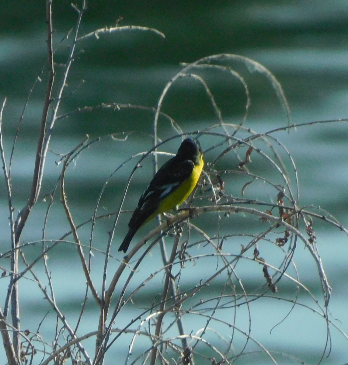 Lesser Goldfinch - ML638115573