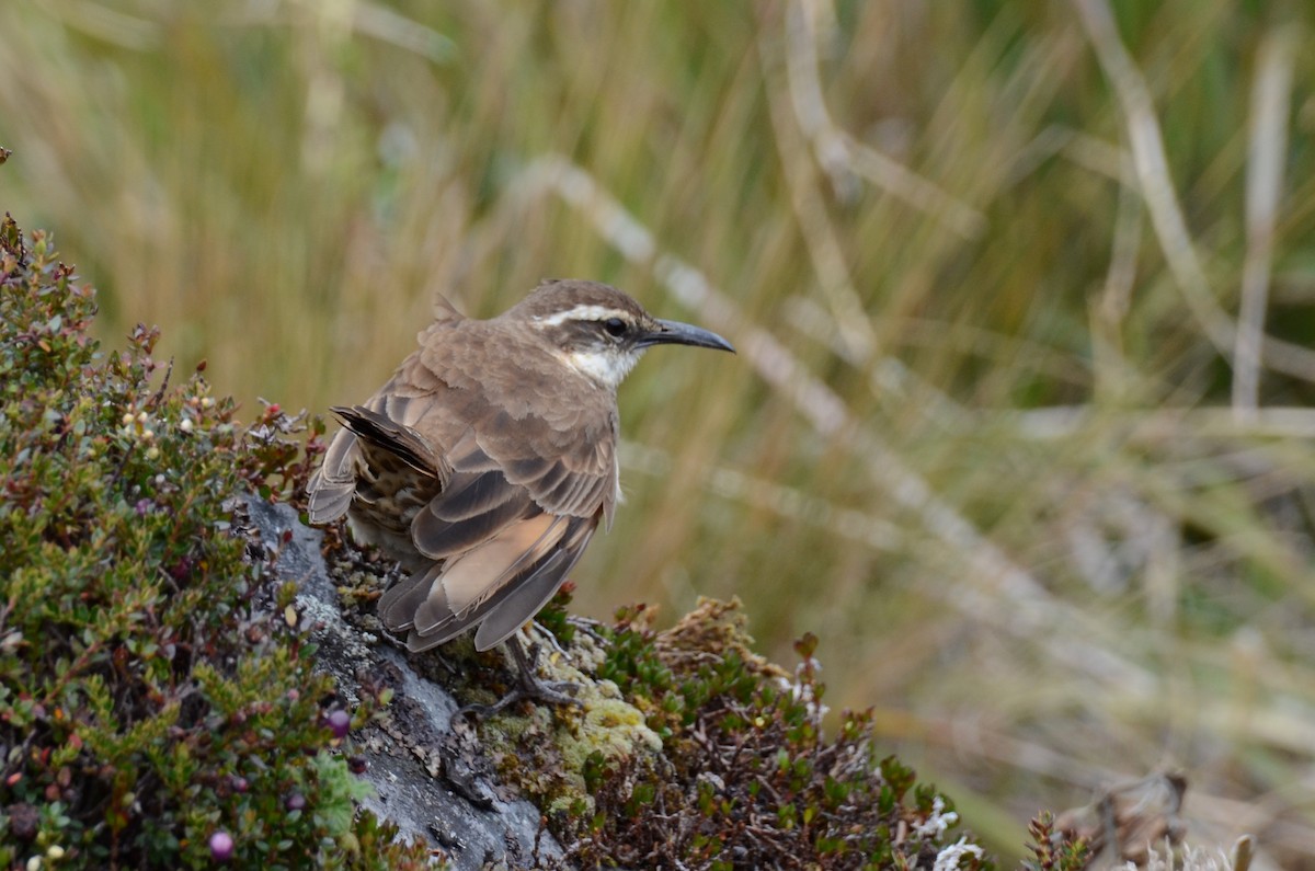 Stout-billed Cinclodes - ML638115574