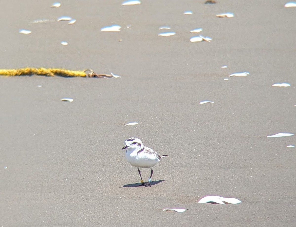 Snowy Plover - ML638115578