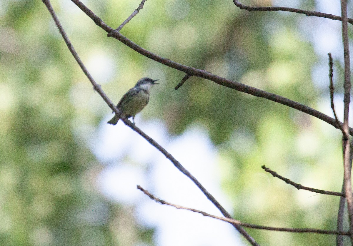 Cerulean Warbler - ML638115584