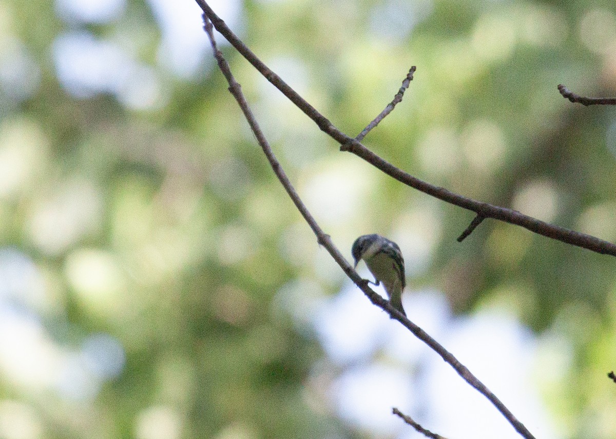 Cerulean Warbler - ML638115586