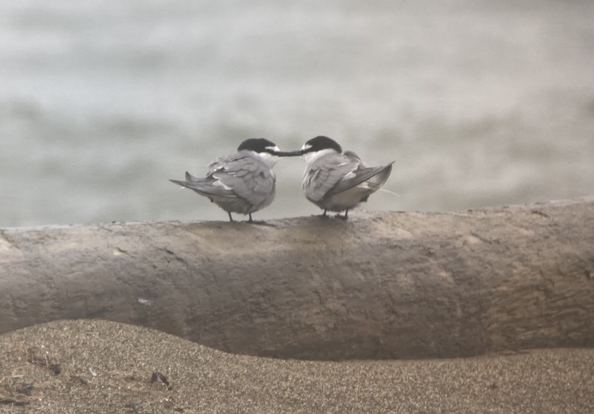 Aleutian Tern - ML638115588