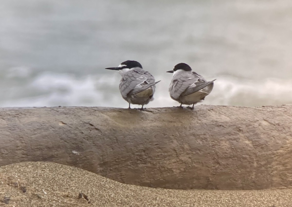Aleutian Tern - ML638115589