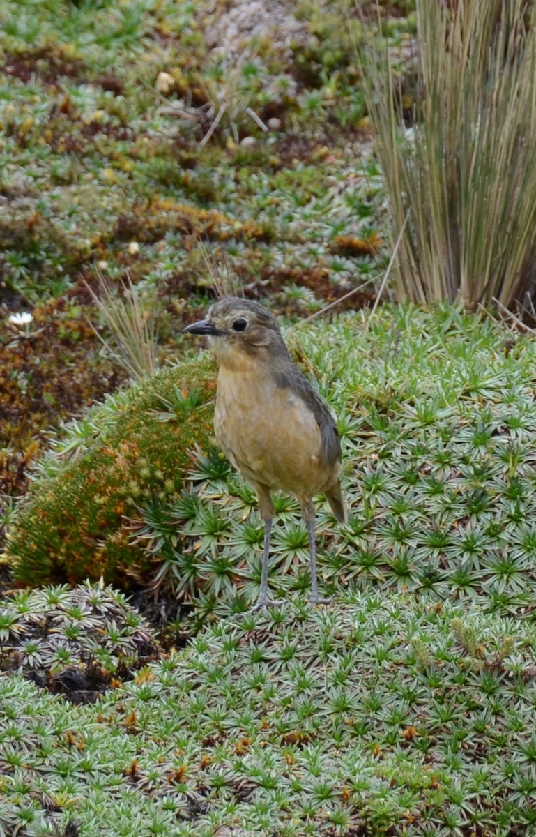 Tawny Antpitta - ML638115593