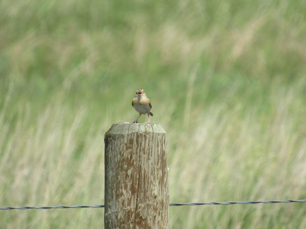 Grasshopper Sparrow - ML638115594