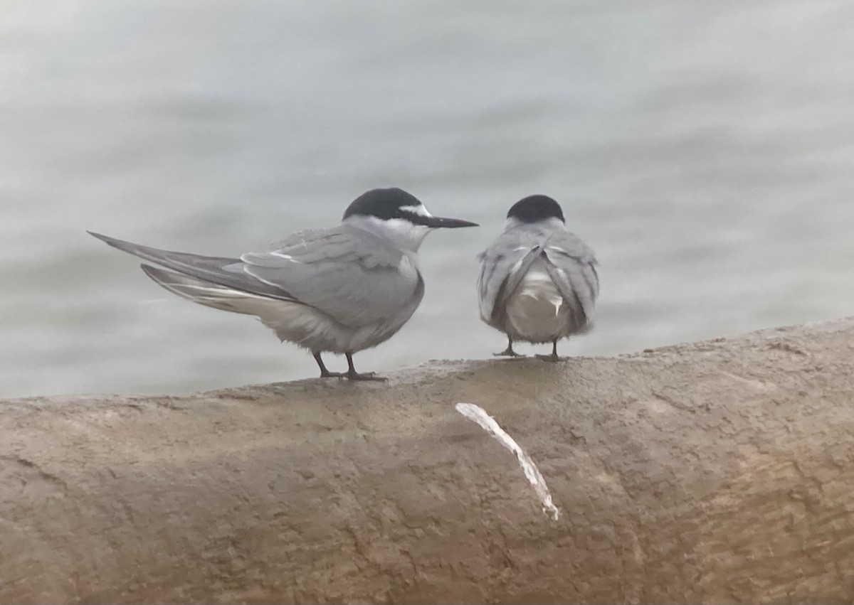 Aleutian Tern - ML638115595
