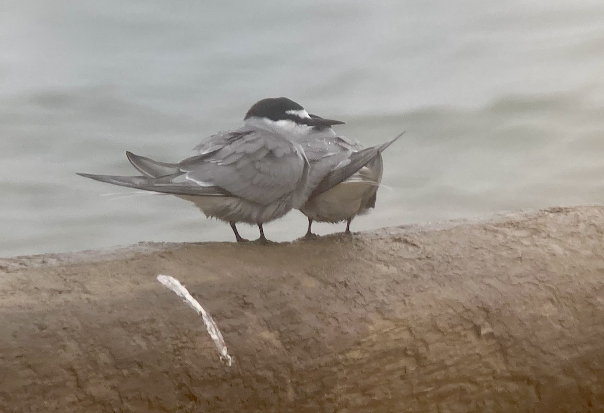 Aleutian Tern - ML638115596