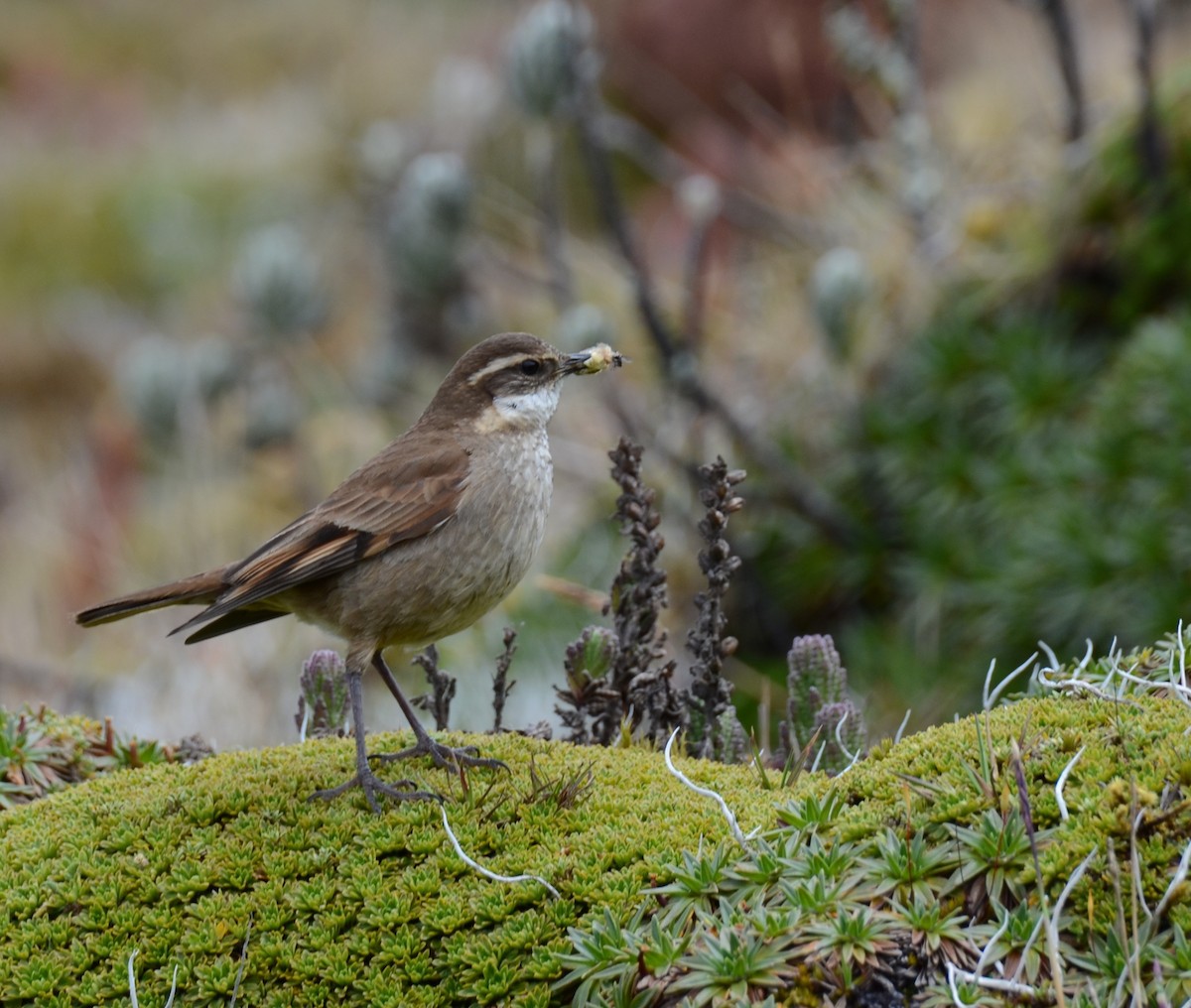 Chestnut-winged Cinclodes - ML638115597
