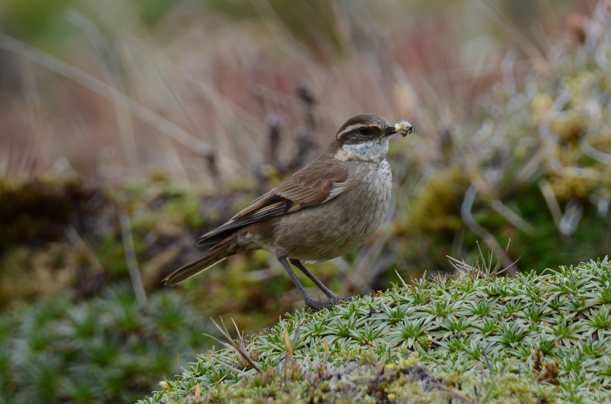 Chestnut-winged Cinclodes - ML638115598