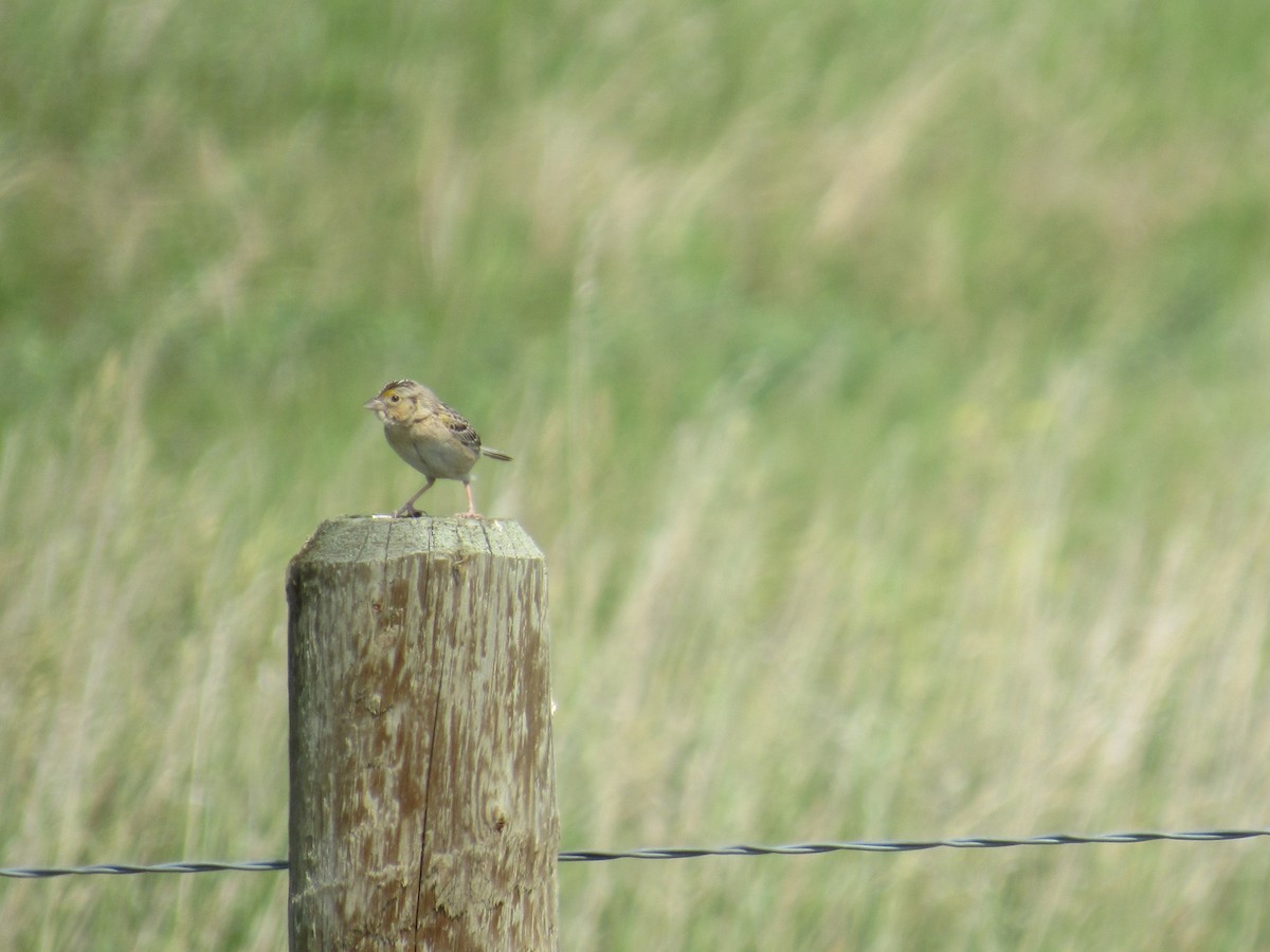 Grasshopper Sparrow - ML638115602