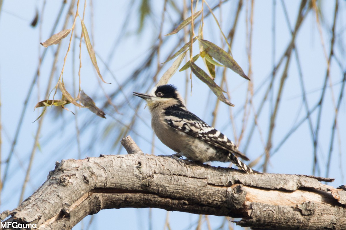 White-fronted Woodpecker - ML638115613