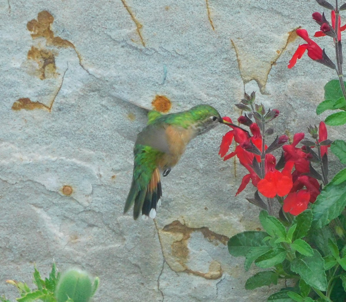 Broad-tailed Hummingbird - ML638115616