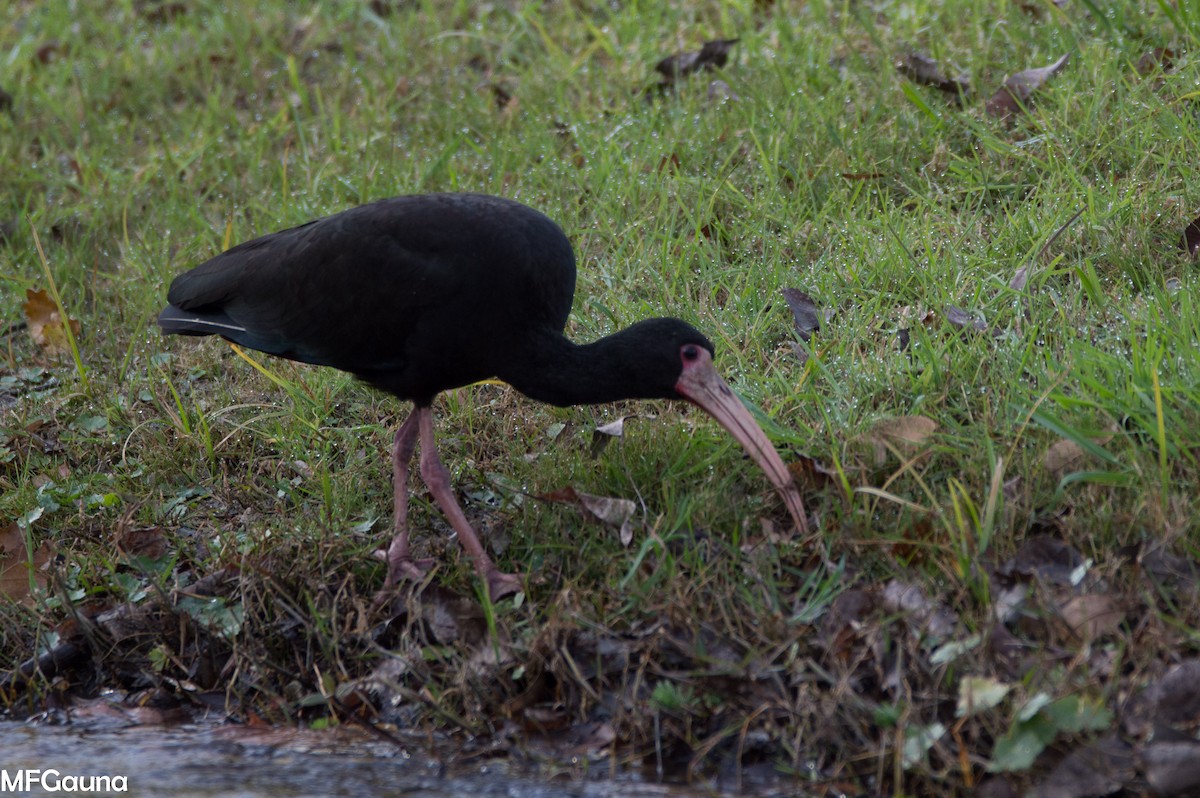Bare-faced Ibis - ML638115618