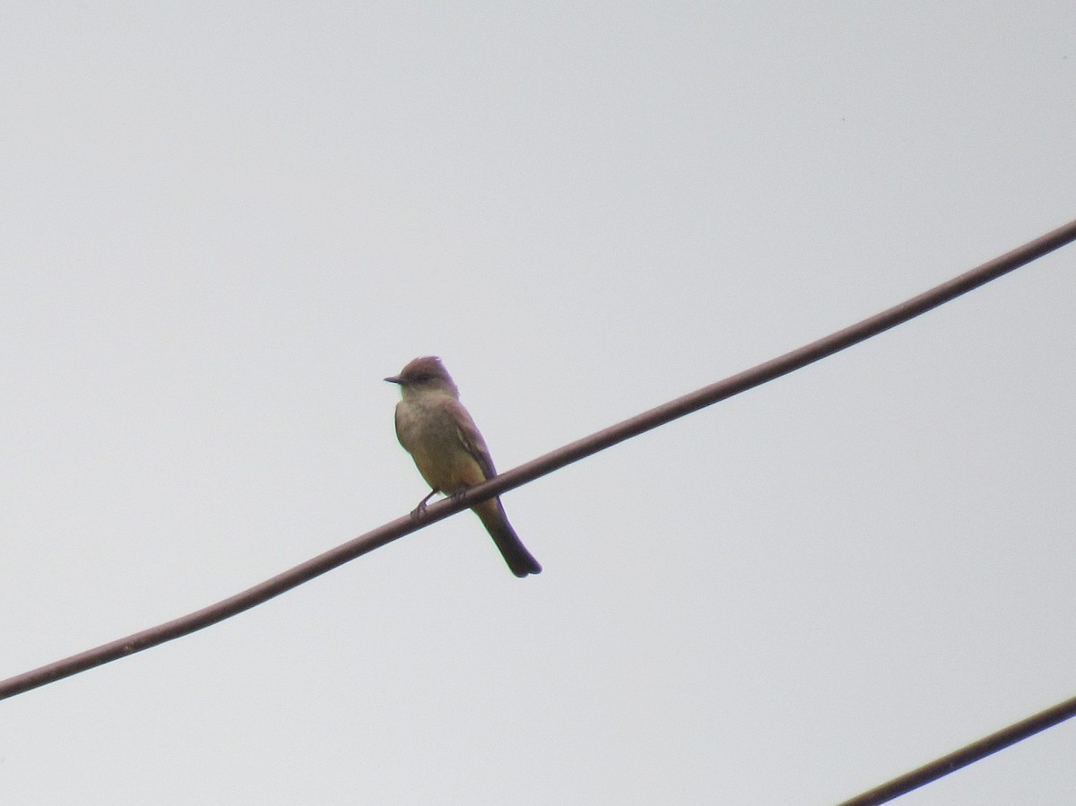 Say's Phoebe - ML638115639