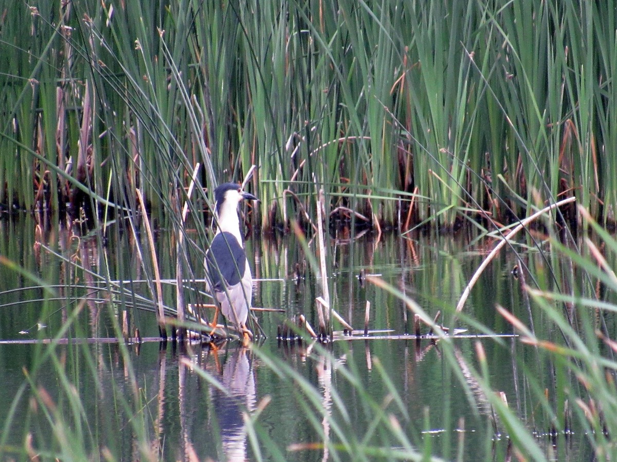 Black-crowned Night Heron - ML638115670