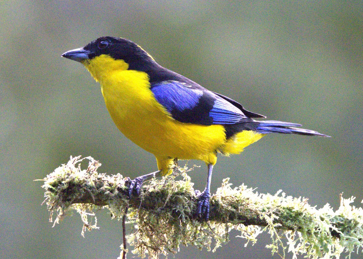 Blauflügel-Bergtangare - ML638115672