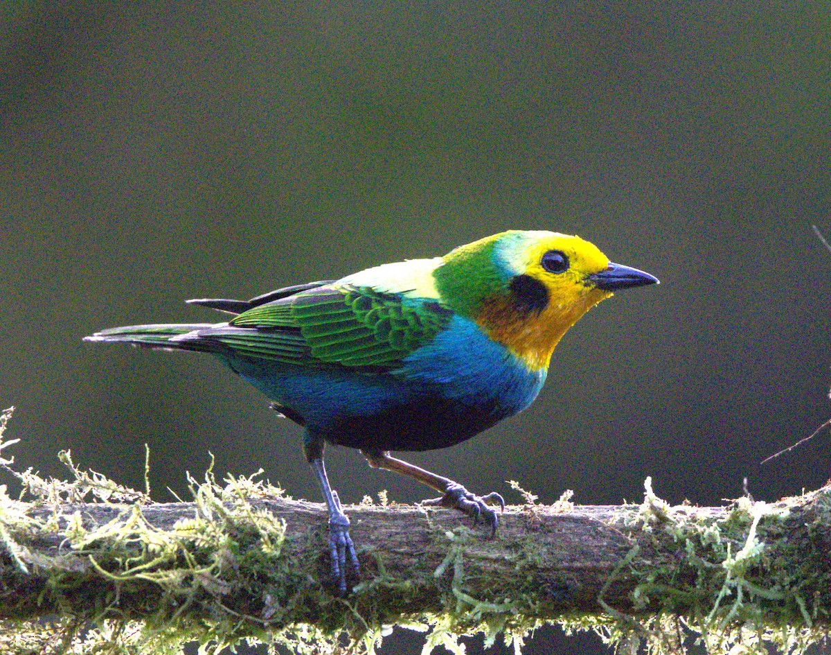 Multicolored Tanager - ML638115676