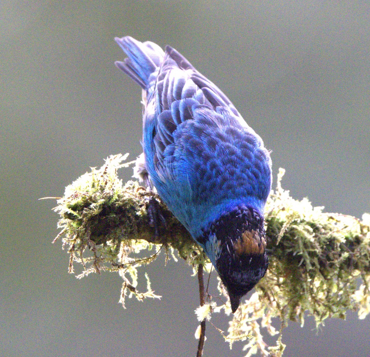 Golden-naped Tanager - ML638115679