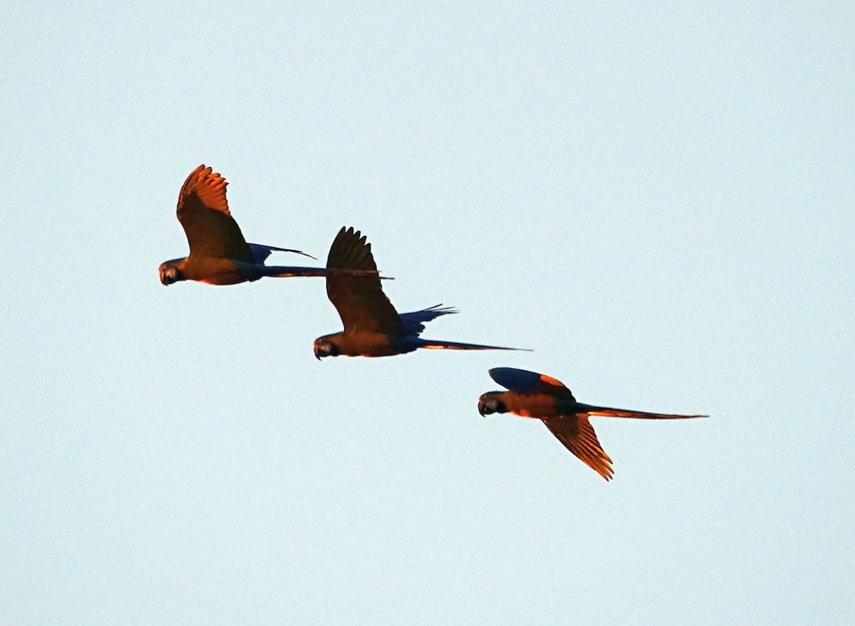Blue-and-yellow Macaw - ML638115683