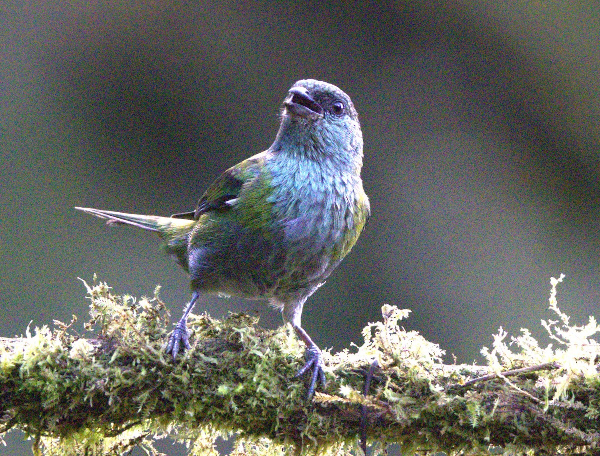 Black-capped Tanager - ML638115701