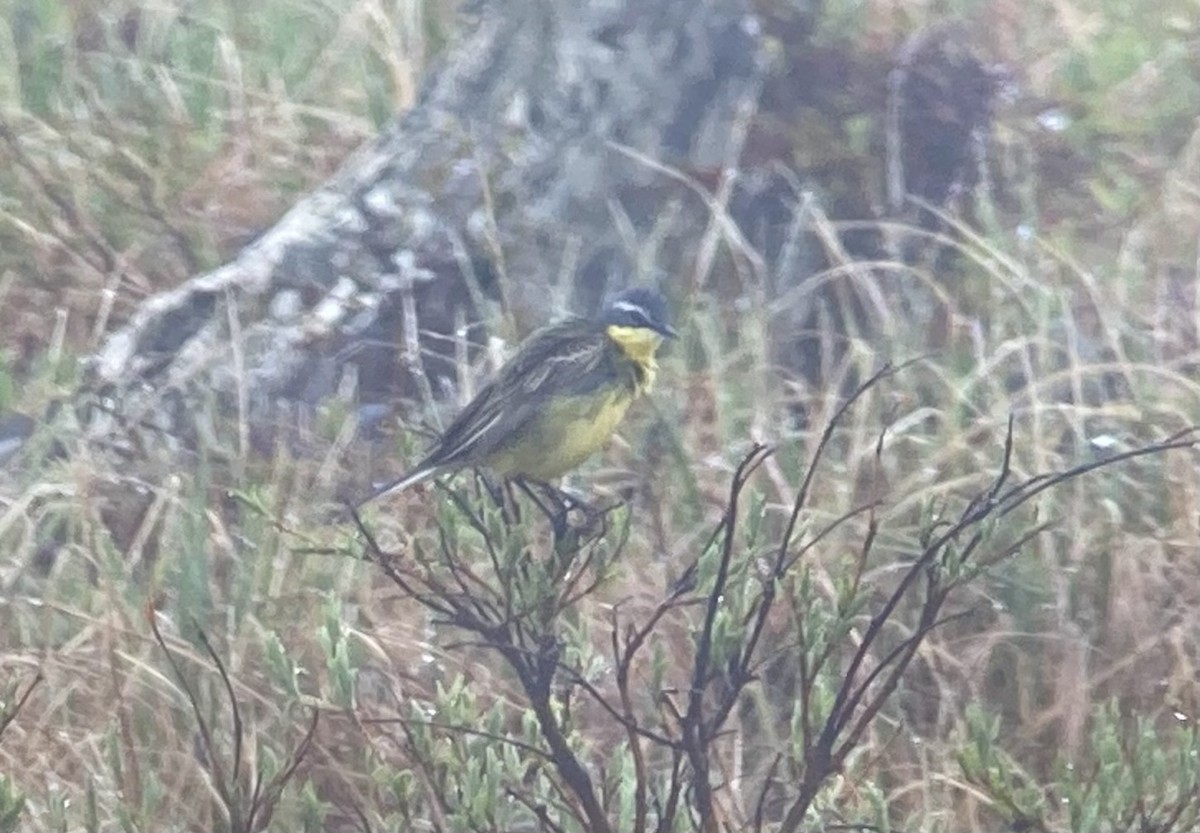 Eastern Yellow Wagtail - ML638115721