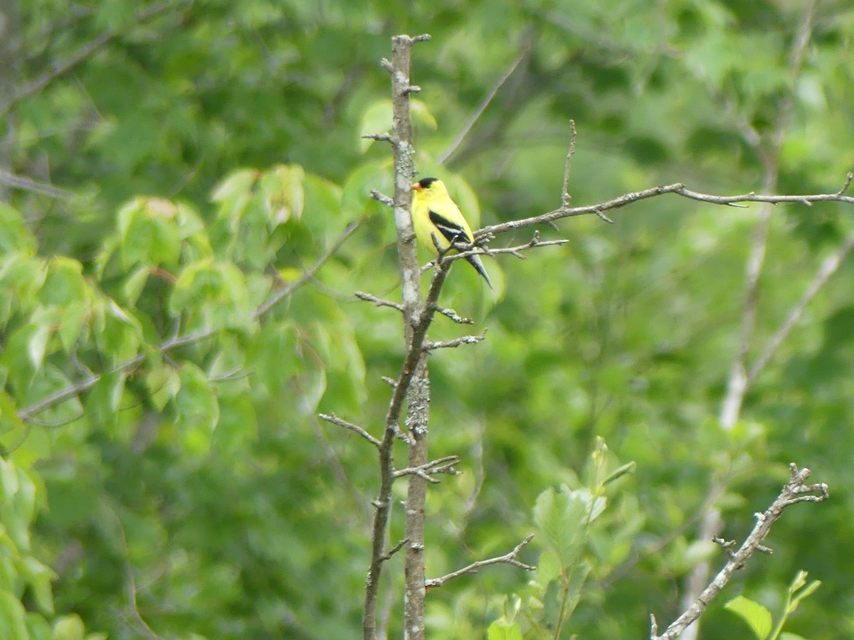 American Goldfinch - ML638115738
