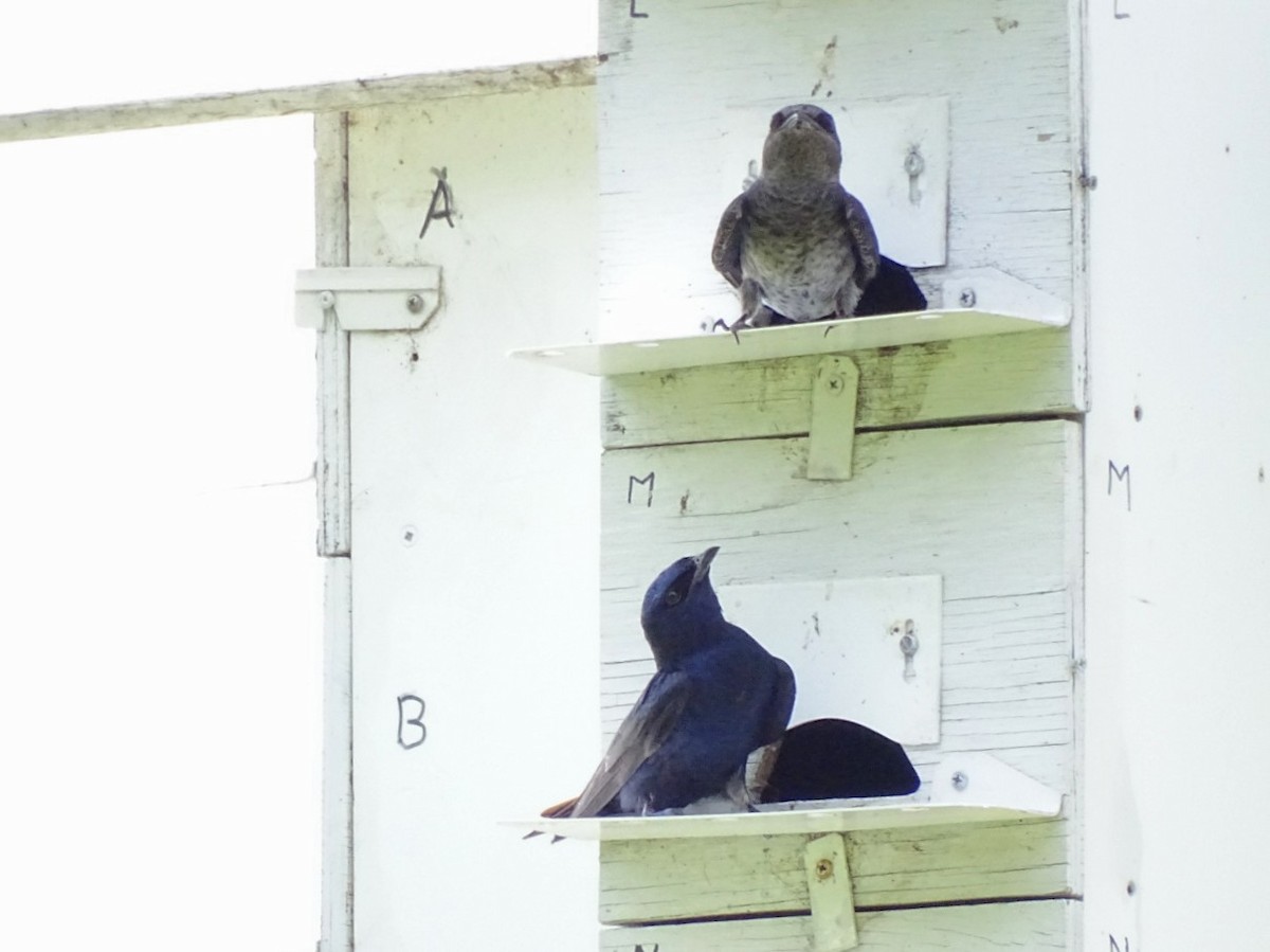 jiřička modrolesklá - ML638115762