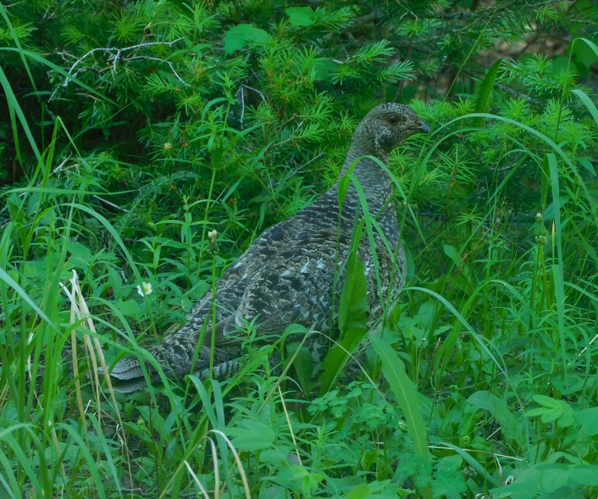 Dusky Grouse - ML638115763