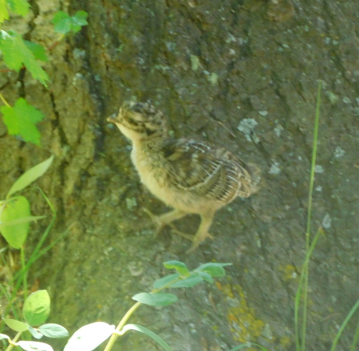 Dusky Grouse - ML638115768