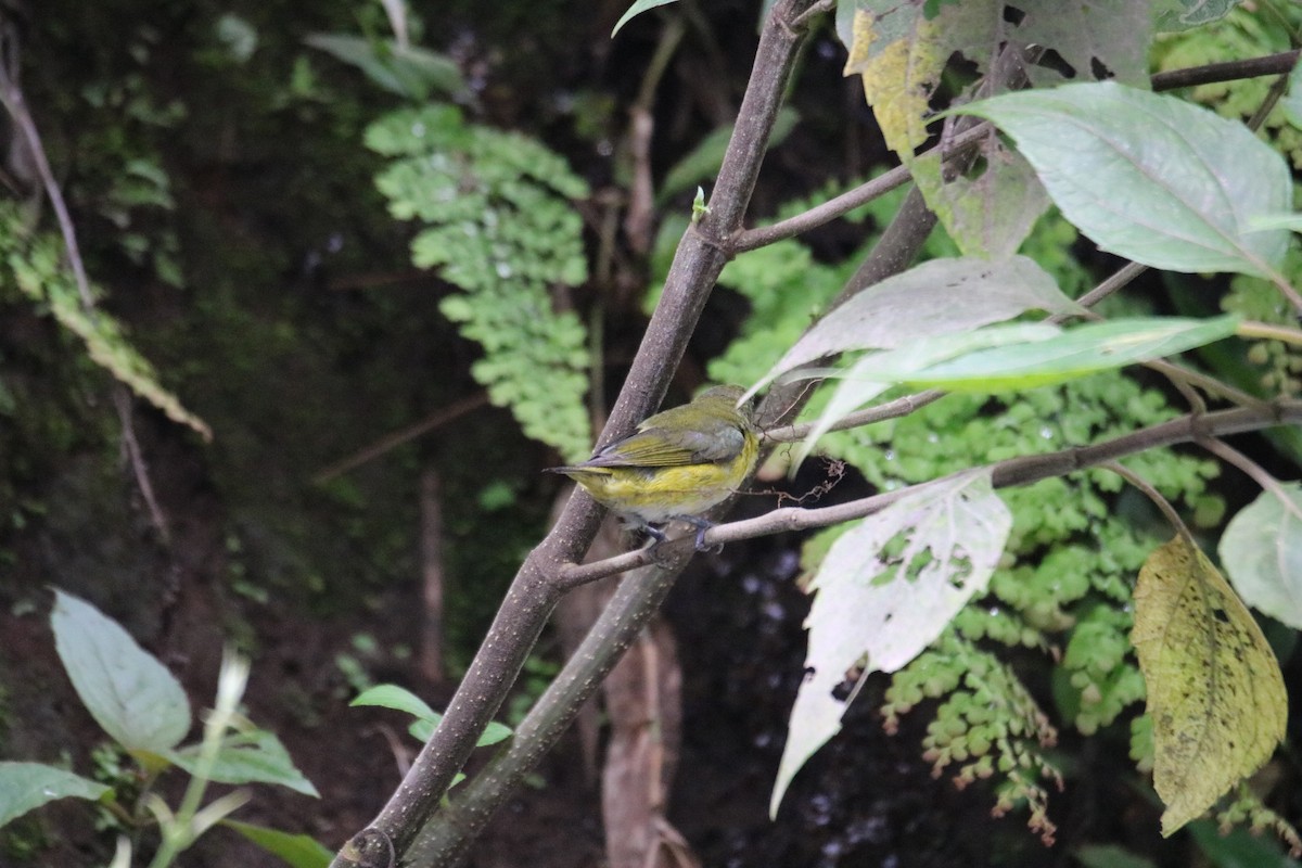 Yellow-throated Euphonia - ML638115776