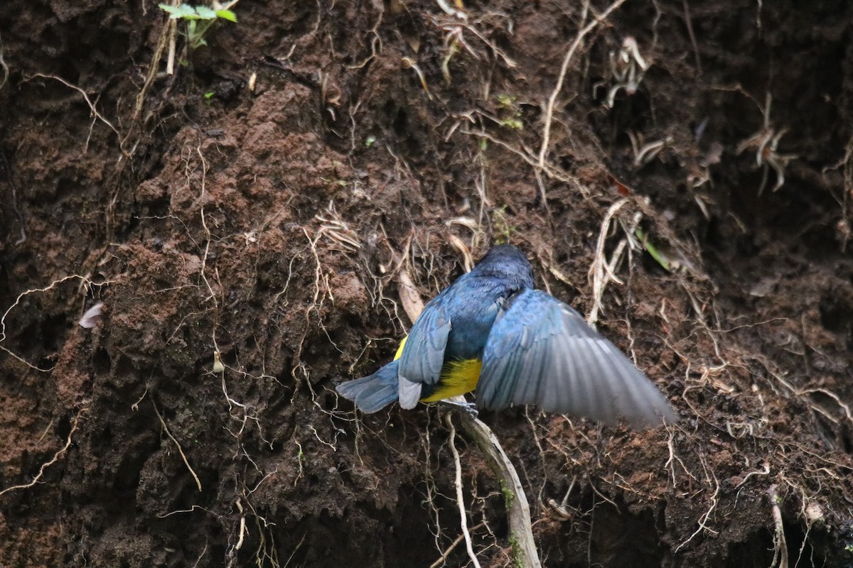 Yellow-throated Euphonia - ML638115777