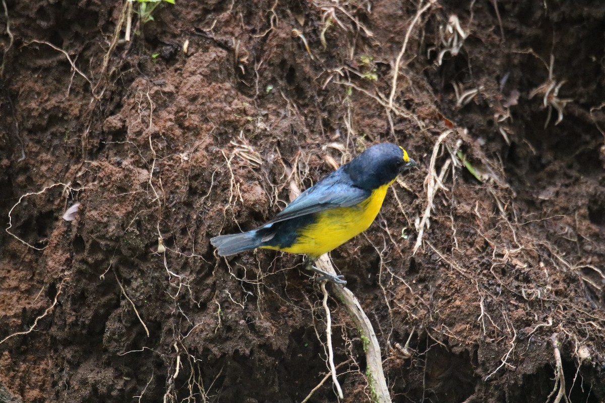 Yellow-throated Euphonia - ML638115778