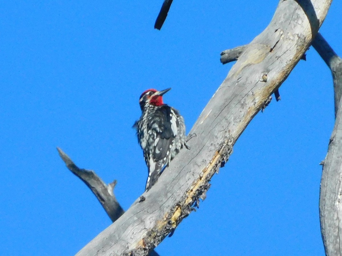 Red-naped Sapsucker - ML638115783
