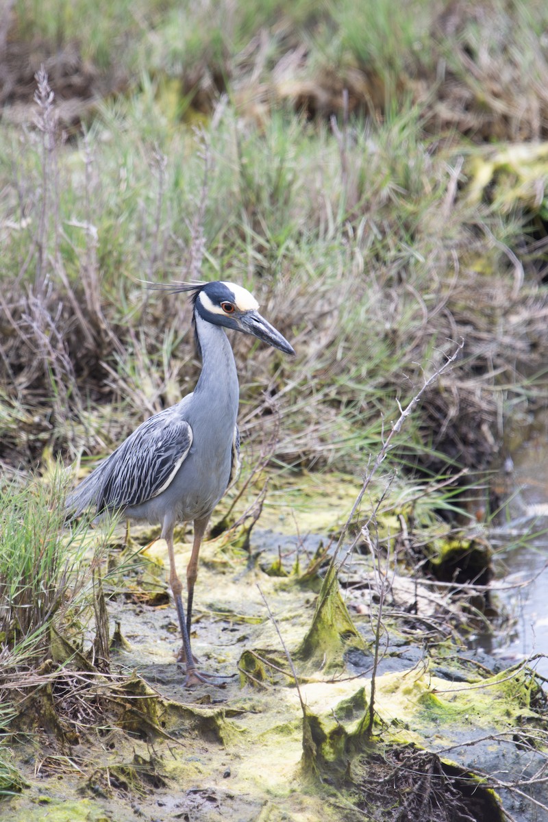 Yellow-crowned Night Heron - ML638115786