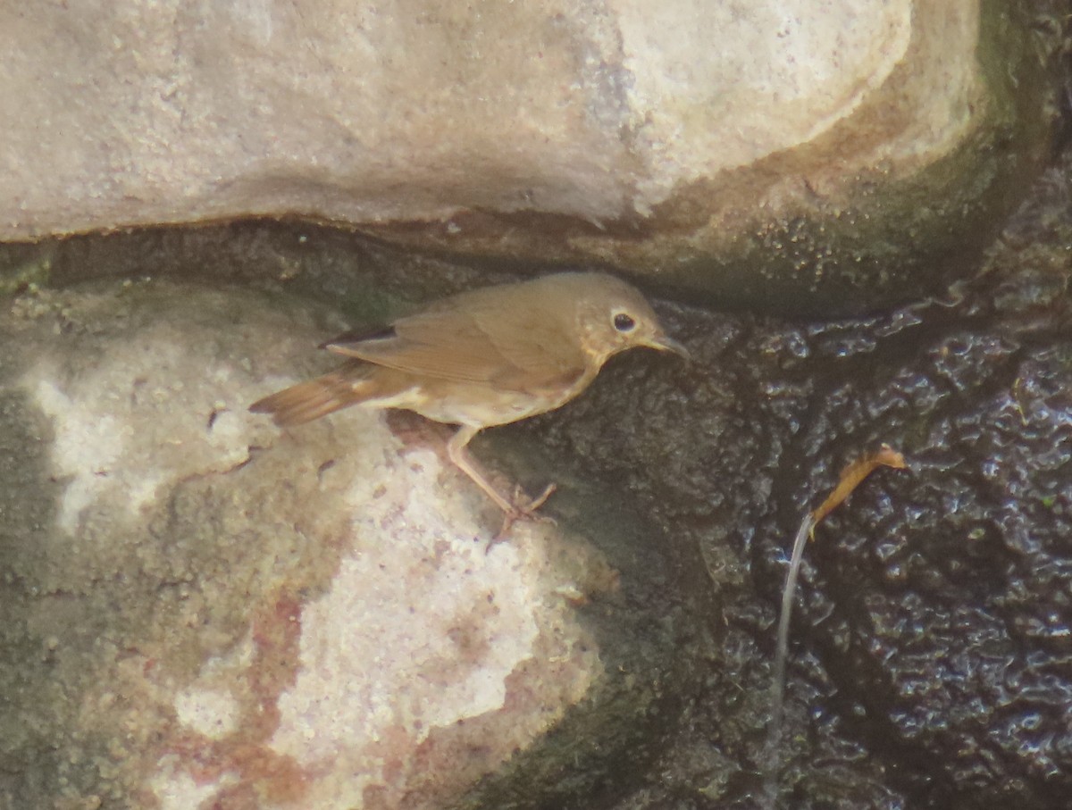 Swainson's Thrush - ML638115787