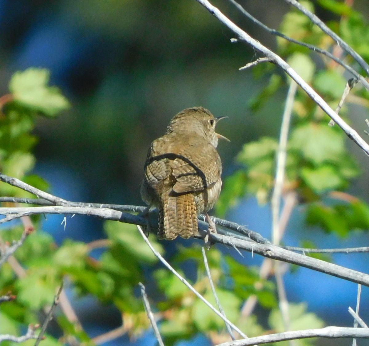 Northern House Wren - ML638115795
