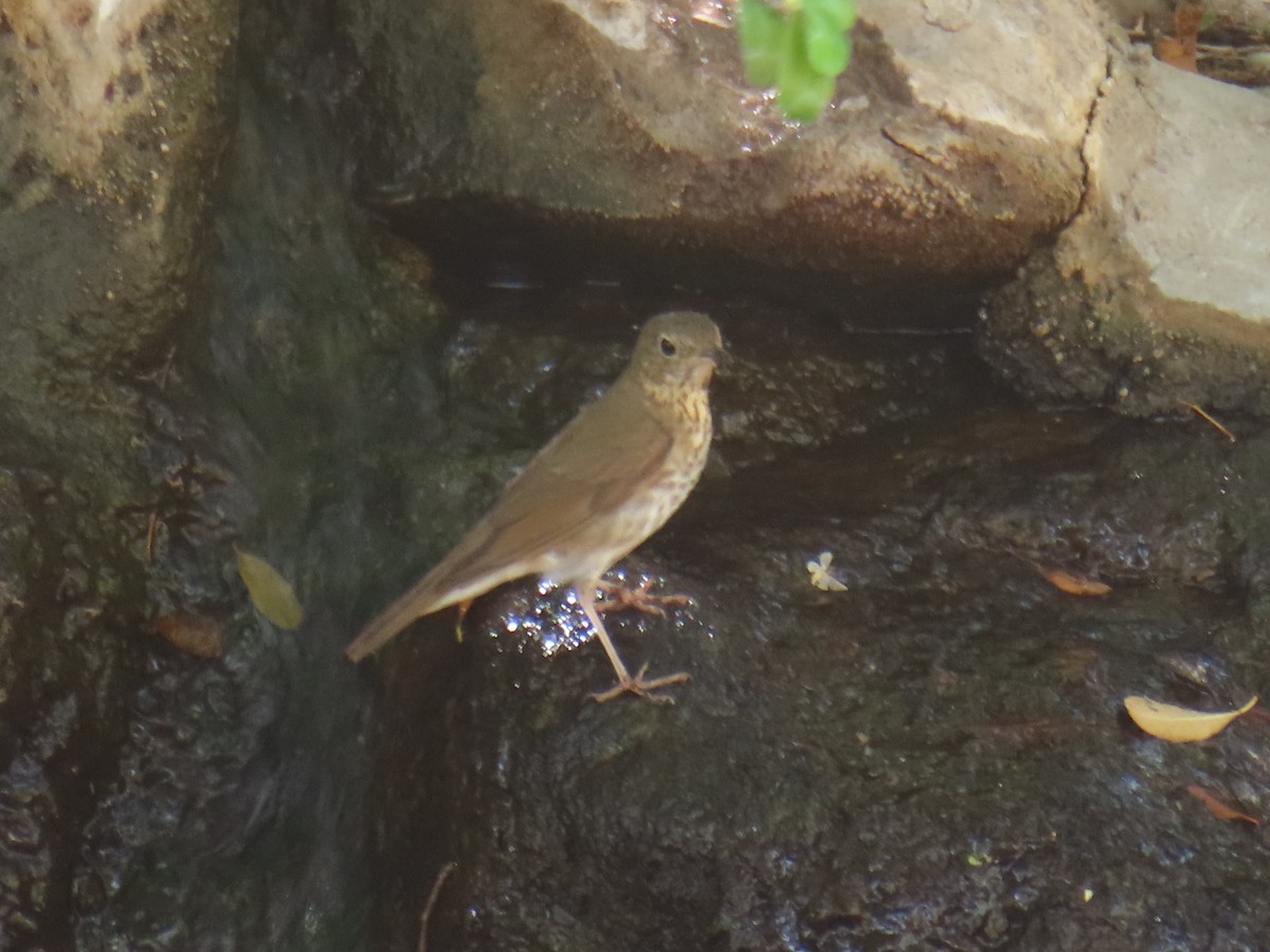 Swainson's Thrush - ML638115797