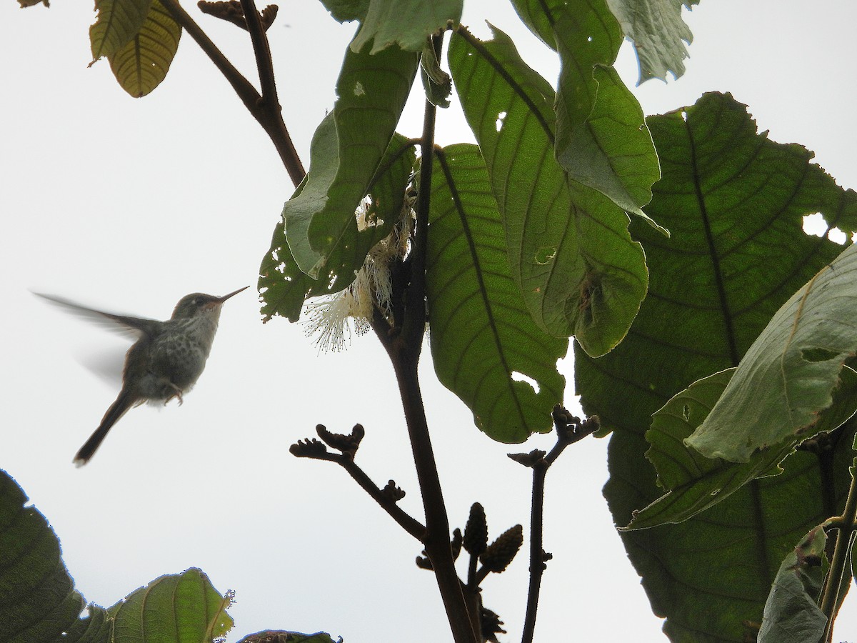 White-booted Racket-tail - ML638115800