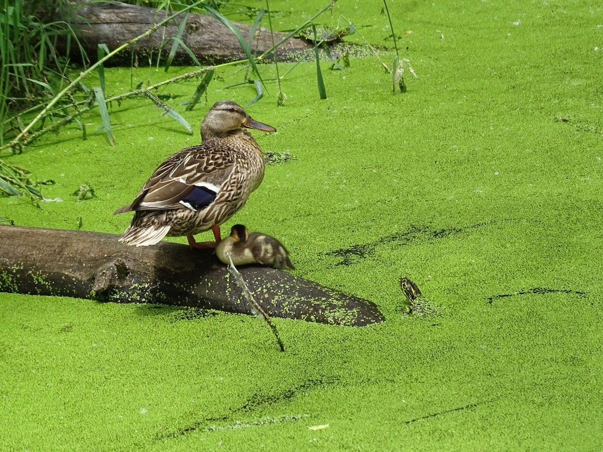 kachna divoká - ML638115801